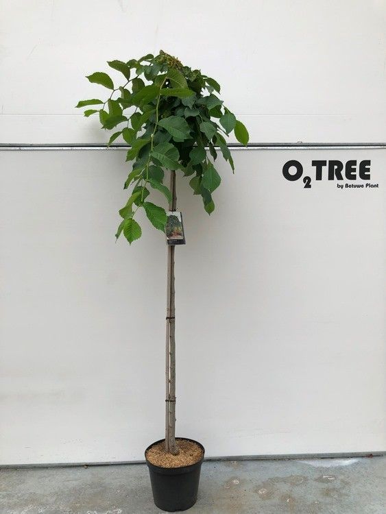 Ulmus glabra ‘Camperdownii’, sujet en pot de culture — photo fournisseur de la référence F00012497