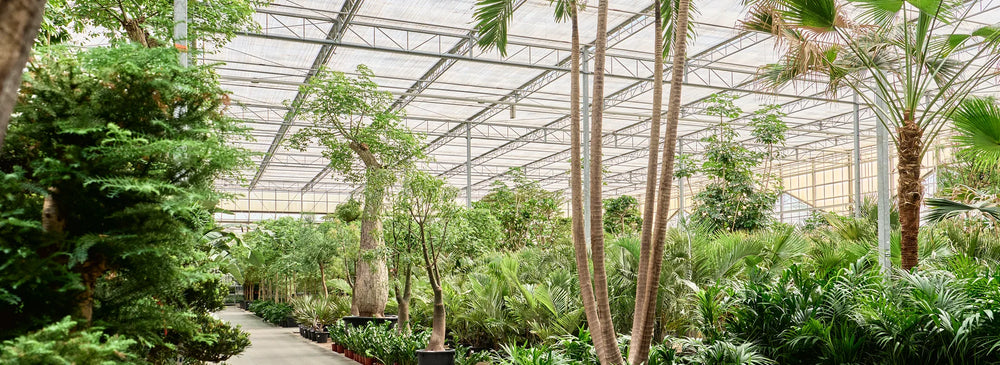 NATURA, Plantes & Aménagements Végétal