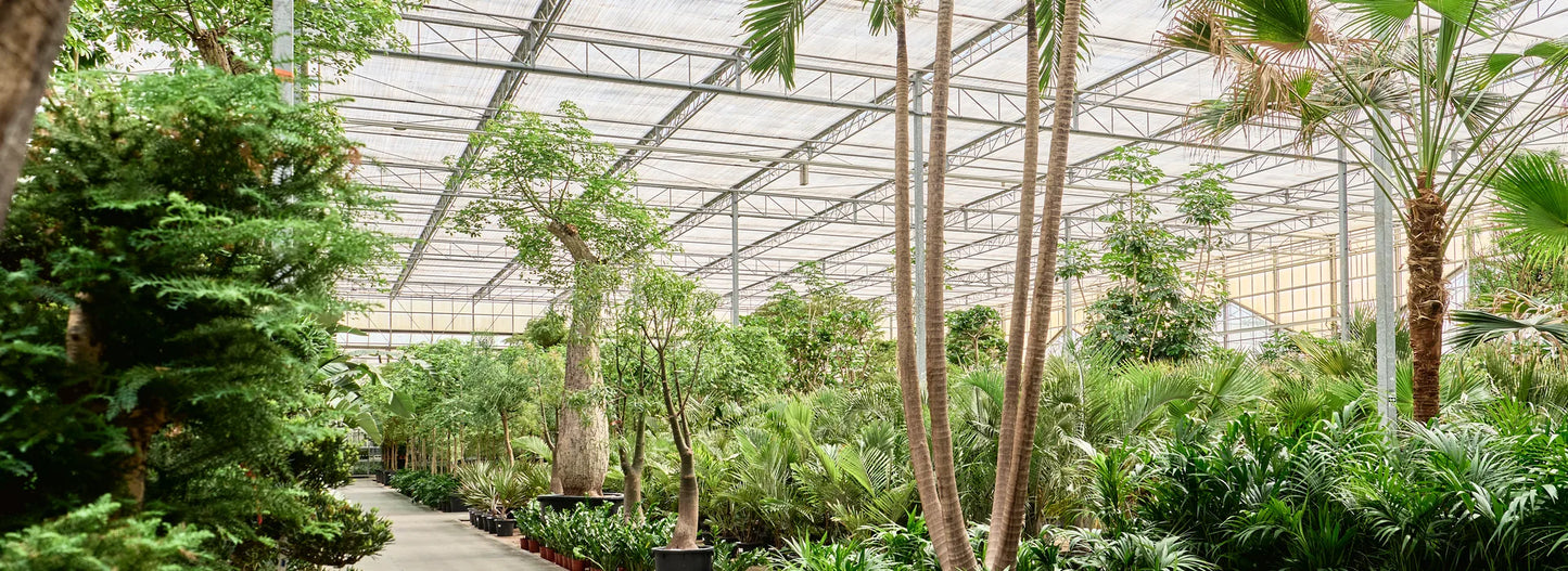 NATURA, Plantes & Aménagements Végétal