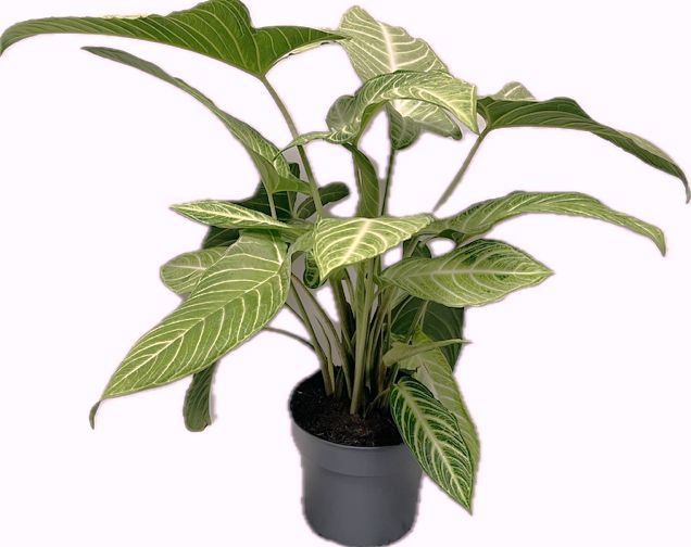 Xanthosoma lindenii Mint de 70 cm, feuilles vertes allongées aux nervures claires contrastées, pot de culture de 24 cm