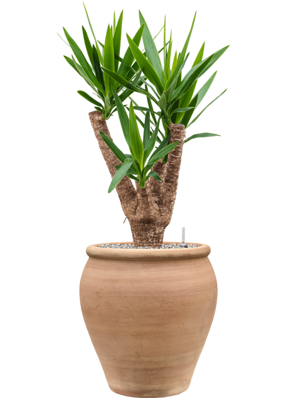 Yucca elephantipes ramifié en pot Terra Antica Genova, composition prête à installer