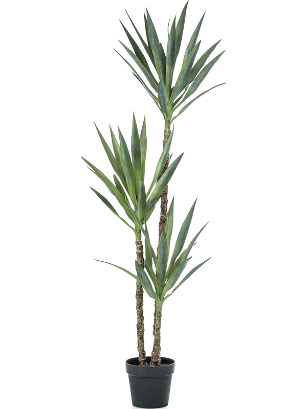
                  
                    Yucca Ramifié artificiel, trois tiges de hauteurs décalées et rosettes de feuilles vertes dans un pot de base noir
                  
                