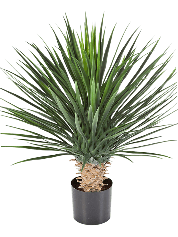 Yucca Rostrata Touffe artificiel, rosette dense de feuilles vertes pointues sur une base texturée dans un pot noir