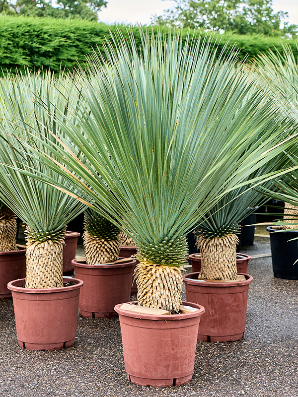 
                  
                    Yucca Rostrata
                  
                