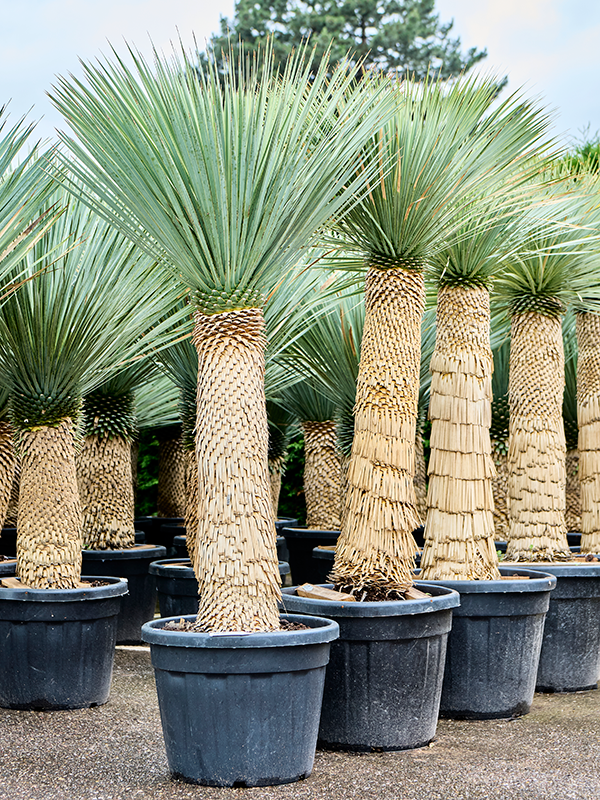 
                  
                    Yucca Rostrata
                  
                