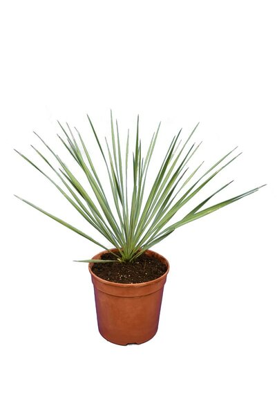 
                  
                    Yucca Rostrata
                  
                