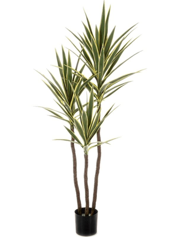 Yucca Variegated Tree De Luxe artificiel, feuilles vertes bordées de jaune et troncs naturels dans un pot noir