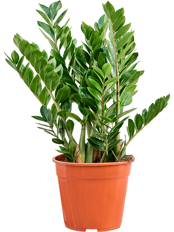 
                  
                    Zamioculcas zamiifolia de 100 cm, en pot de culture de 27 cm
                  
                