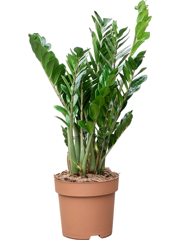 
                  
                    Zamioculcas zamiifolia de 100 cm, en pot de culture de 31 cm
                  
                