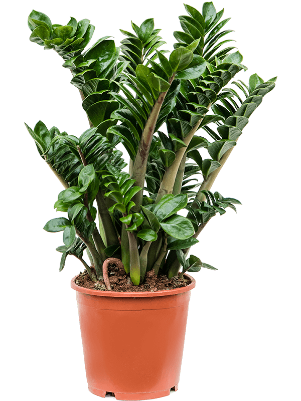 Zamioculcas zamiifolia ‘Zenzi’ en touffe, vendu seul en pot de culture