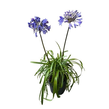 Agapanthe Bleu