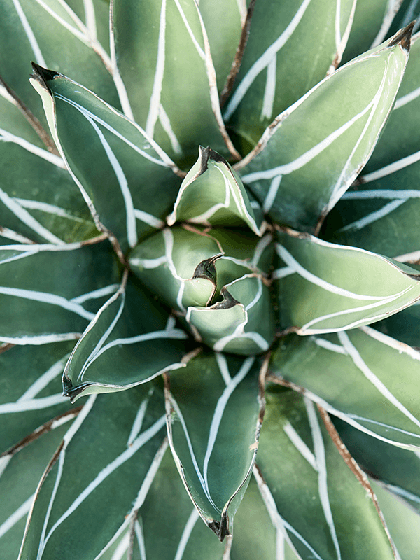 
                  
                    Agave ferdinandi 'Regis'
                  
                