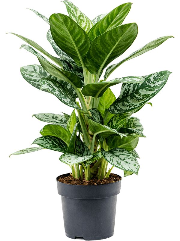 Aglaonema 'Amazon Silver'