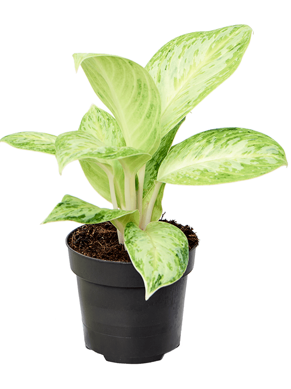 Aglaonema artic lime
