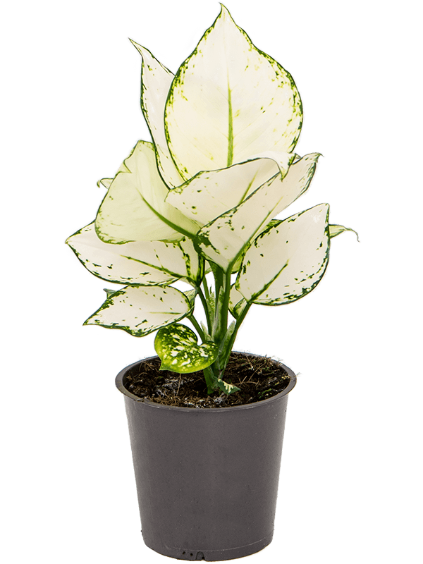 aglaonema kiwi Aglaonema 'White Kiwi'