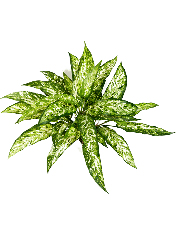 Aglaonema artificiel