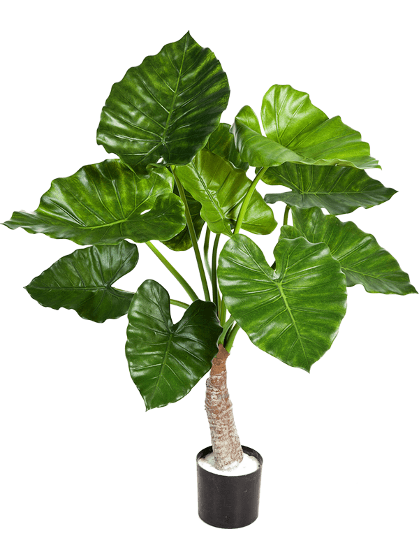 Alocasia calidora artificiel