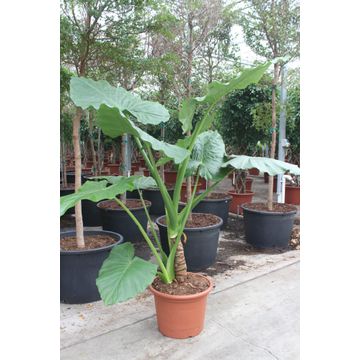 Alocasia Macrorrhizos