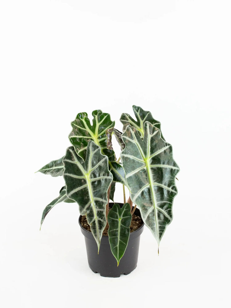 
                  
                    un Alocasia Poly, à feuilles typique  ,en substrat dans son pot noir de croissance vendu en ligne et en boutique par la jardinerie Béziers Natura dans l'Hérault 
                  
                