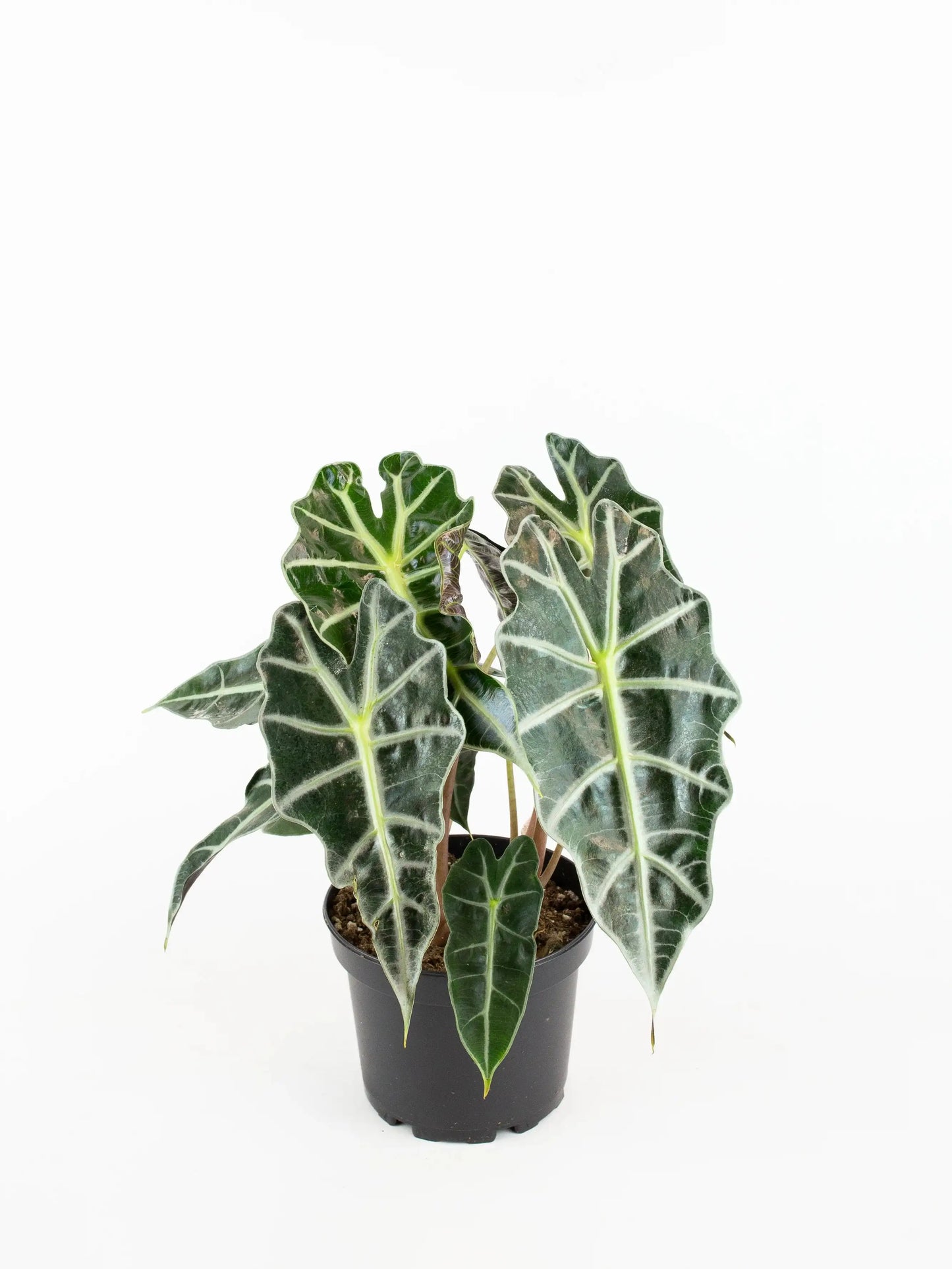 
                  
                    un Alocasia Poly, à feuilles typique  ,en substrat dans son pot noir de croissance vendu en ligne et en boutique par la jardinerie Béziers Natura dans l'Hérault 
                  
                