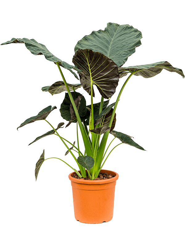 Alocasia Regal Shield