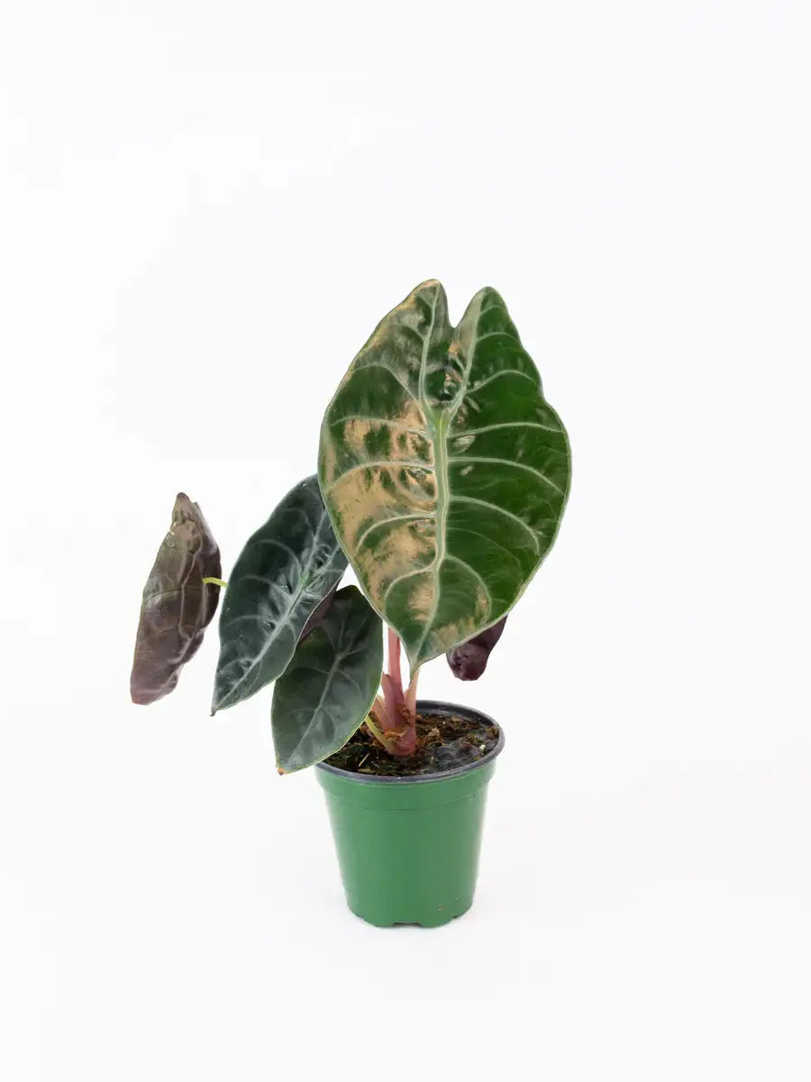 un Alocasia sedenii, à feuilles typique verte et epaisse, en substrat dans son pot noir de croissance vendu en ligne et en boutique par la jardinerie Béziers Natura dans l'Hérault 