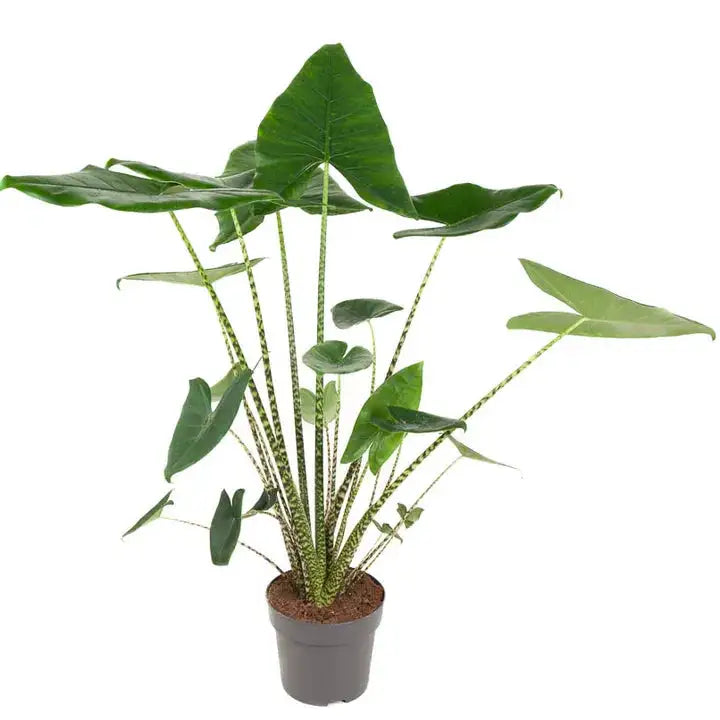 un Alocasia zebrina avec ses feuilles typique en oreilles d'elephants et ses tiges zebrées , verte et epaisse, en substrat dans son pot noir de croissance vendu en ligne et en boutique par la jardinerie Béziers Natura dans l'Hérault 