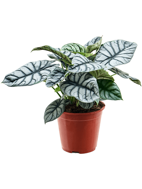 
                  
                    Alocasia Silver Dragon
                  
                