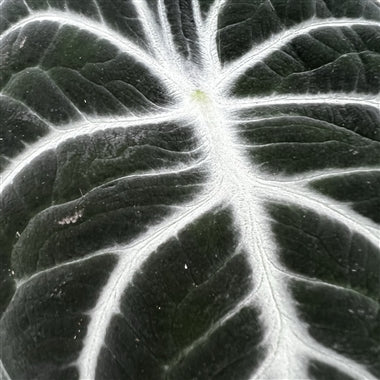 
                  
                    Alocasia Reginula Black Ninja
                  
                