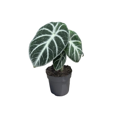 Alocasia Reginula Black Ninja
