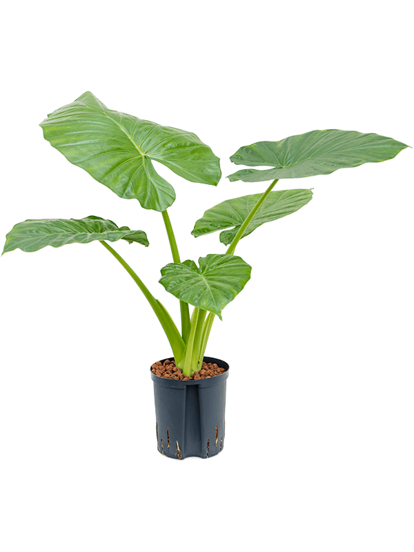 
                  
                    Alocasia Macrorrhizos
                  
                