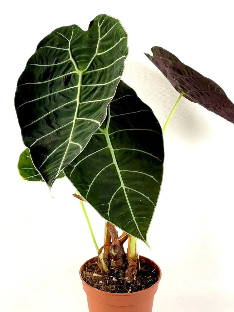 un Alocasia watsoniana à feuilles typique et veines marquées, verte et epaisse, en substrat dans son pot noir de croissance vendu en ligne et en boutique par la jardinerie Béziers Natura dans l'Hérault 