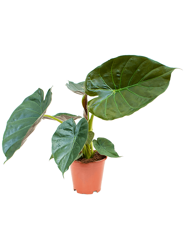 Alocasia wentii