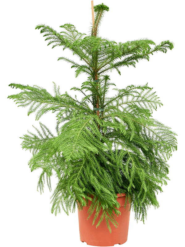 
                  
                    Araucaria heterophylla pin de Norfolk.
                  
                