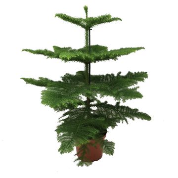 
                  
                    Araucaria heterophylla pin de Norfolk
                  
                