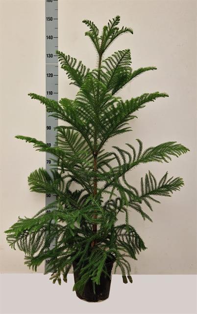 
                  
                    Araucaria heterophylla pin de Norfolk.
                  
                