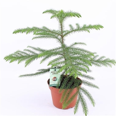 Araucaria Heterophylla (Sapin De Norfolk) - Pot 12cm, Hauteur 25-30cm