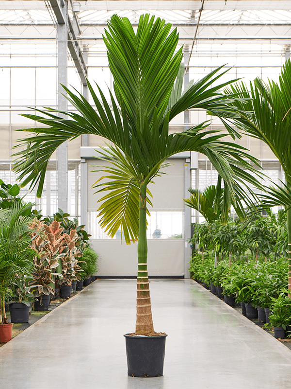 
                  
                    Areca catechu dwarf
                  
                