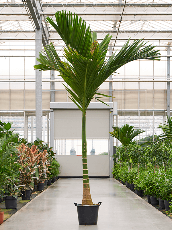 
                  
                    Areca catechu dwarf
                  
                