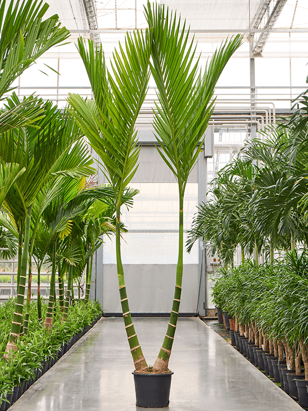 
                  
                    Areca catechu dwarf
                  
                