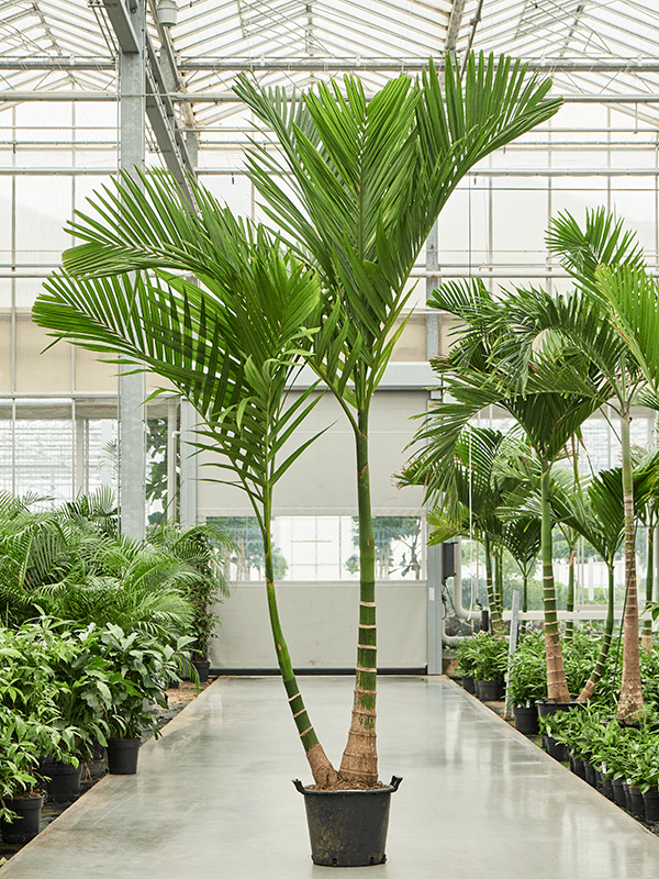 
                  
                    Areca catechu dwarf
                  
                