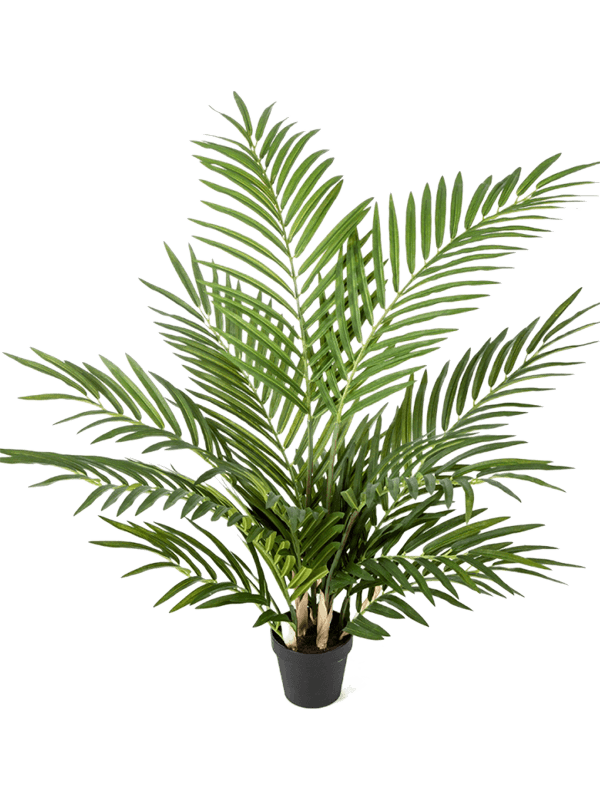 
                  
                    Areca palmier artificiel
                  
                