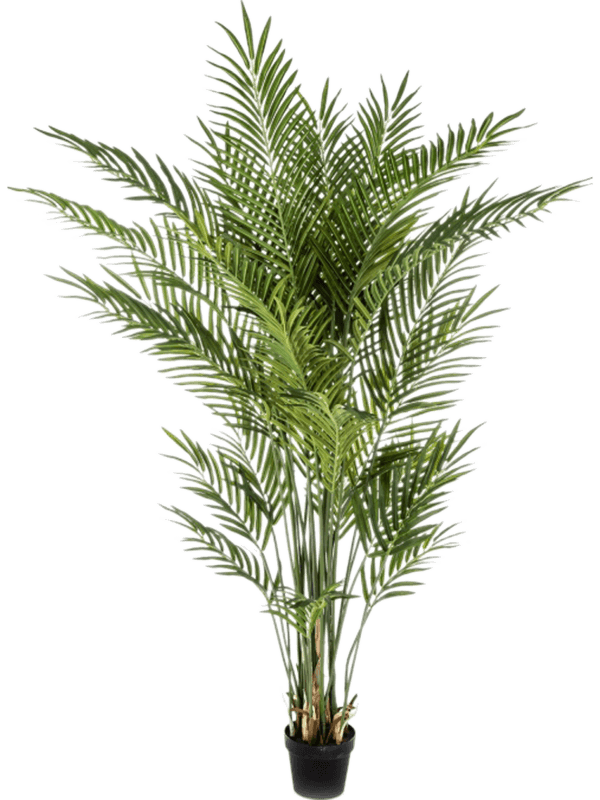 
                  
                    Areca palmier artificiel
                  
                