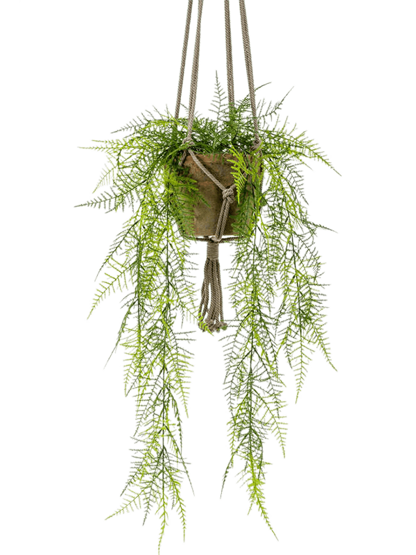 
                  
                    Asparagus plumosus artificiel
                  
                