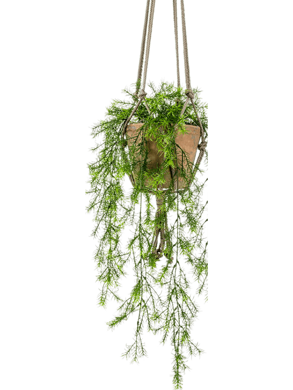 Asparagus sprengeri artificiel