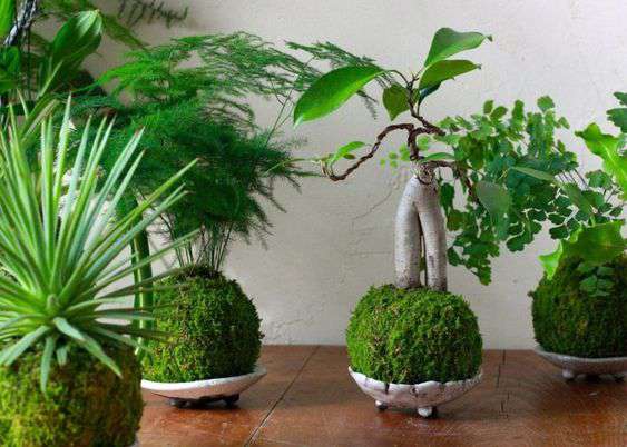 
                  
                    Des kokedama sur table en bois, boules de mousses naturelle, un piléa, un asparagus et un ficus gingseng, en kokedama, suspendu ou dans leur coupelles de presentation, ce service et ces produits sont proposés en atelier par la jardinerie Béziers Natura
                  
                
