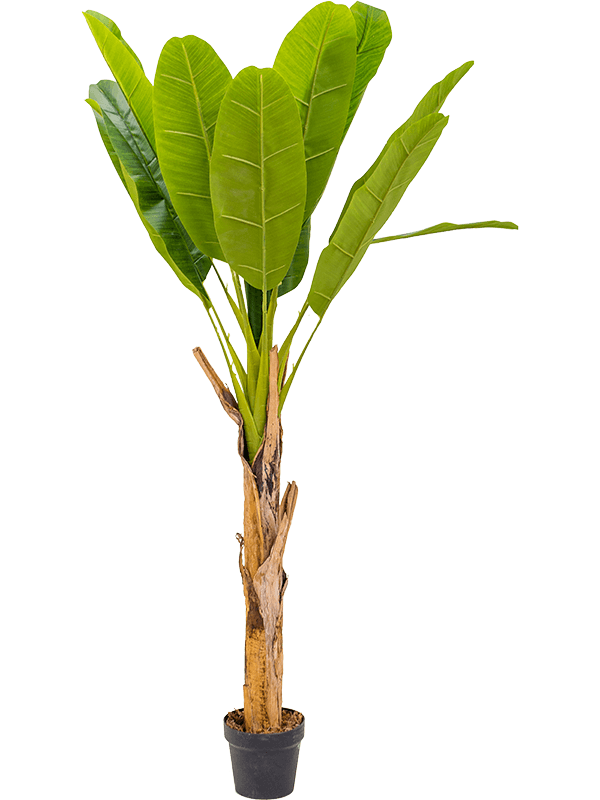 
                  
                    Bananier artificiel
                  
                