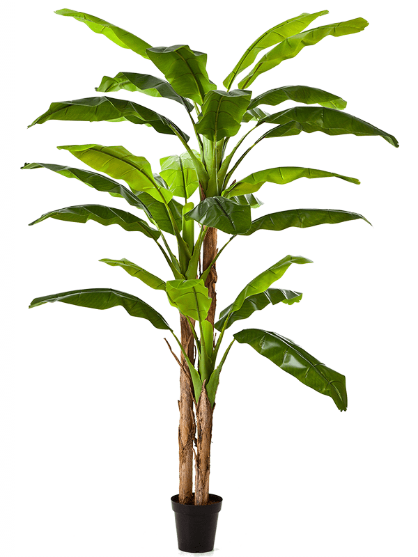 
                  
                    Bananier artificiel
                  
                