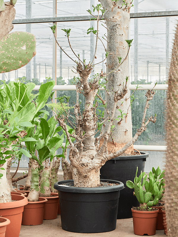 
                  
                    Baobab (Adonsonia)
                  
                