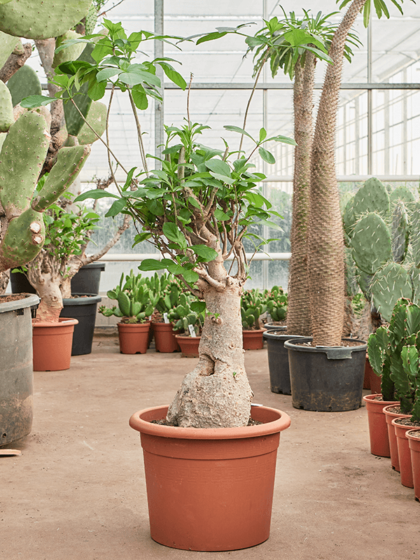 Baobab (Adonsonia)